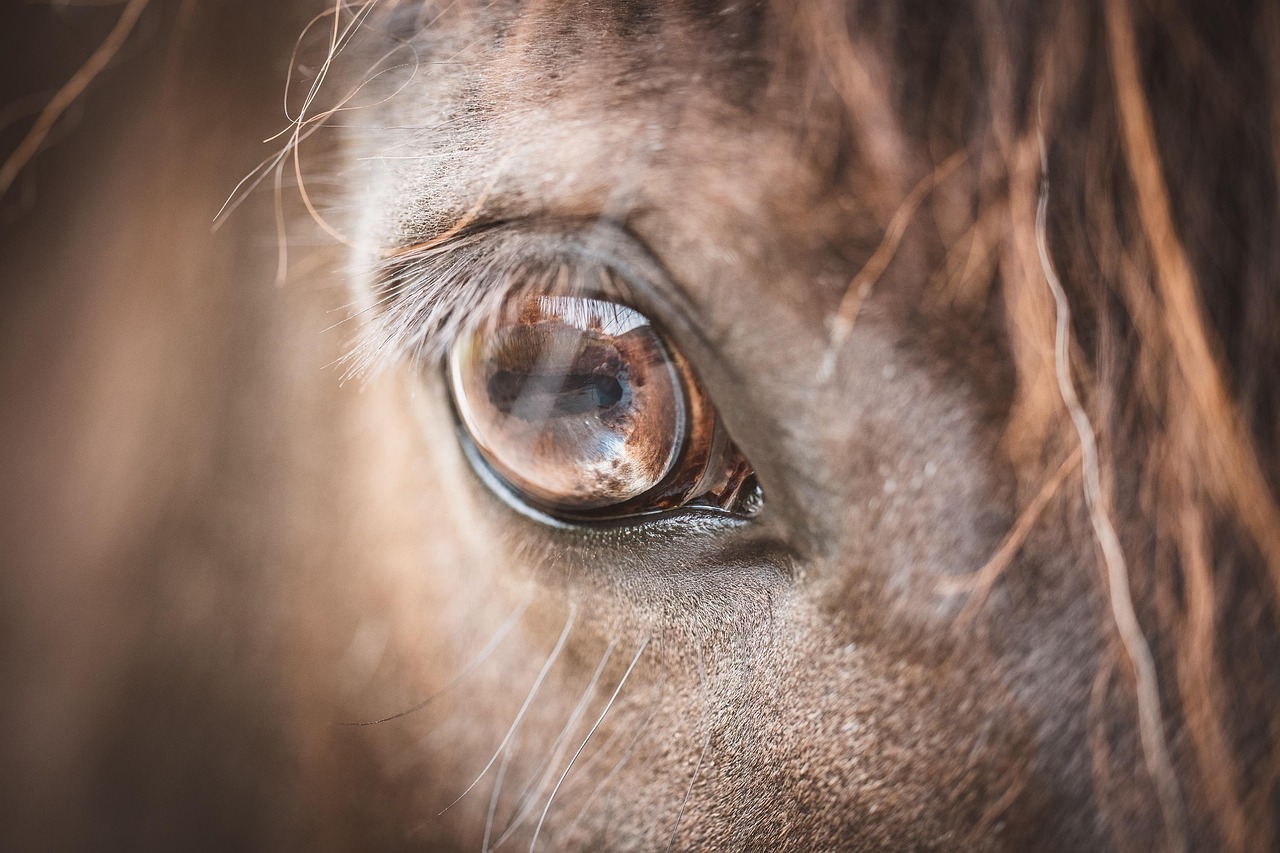 eye-6315225_1280