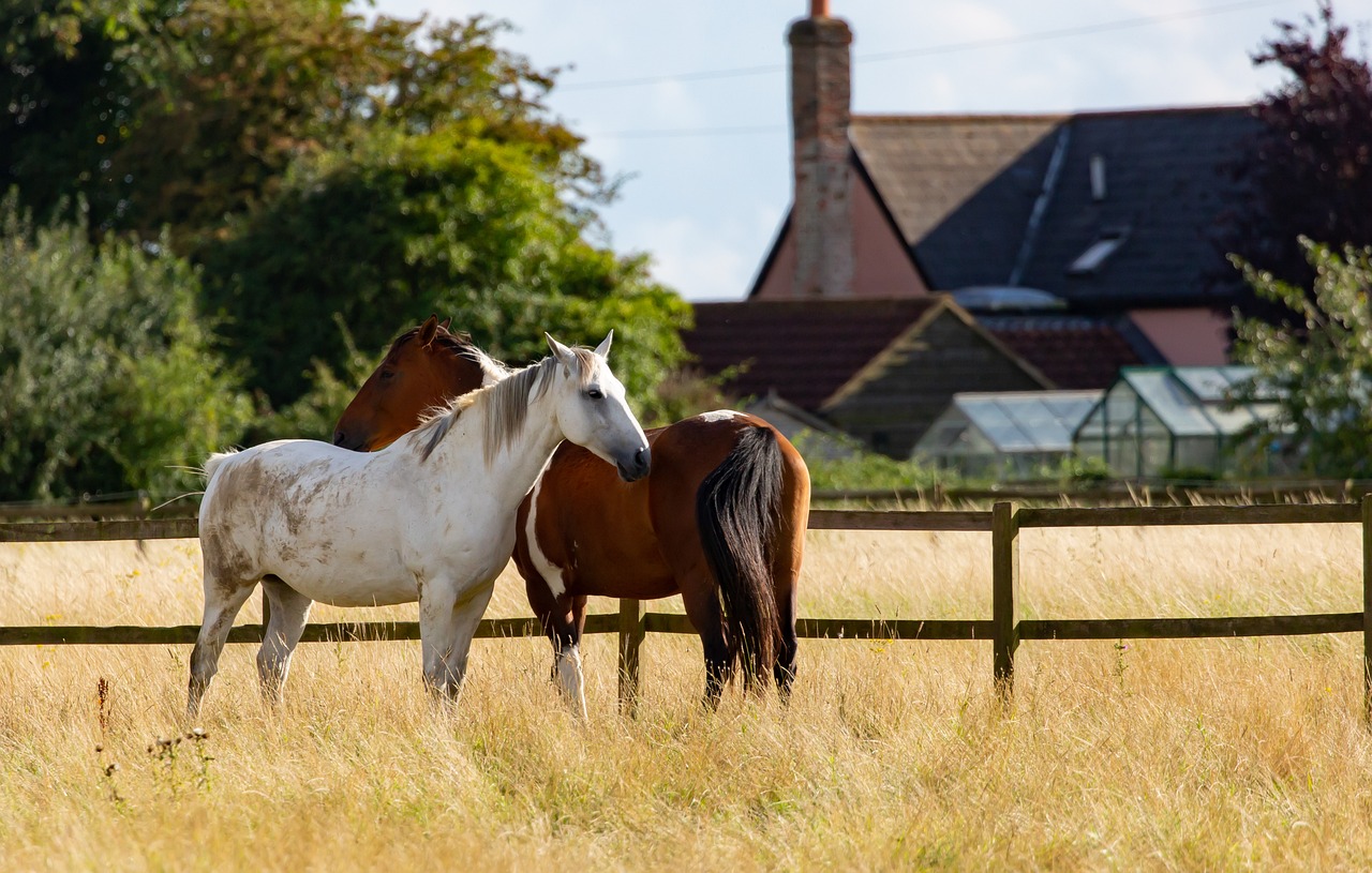 horses-5499465_1280